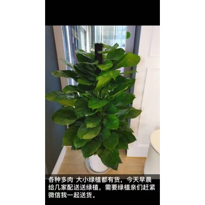 武汉植物出租-美静园艺绿植出租设计