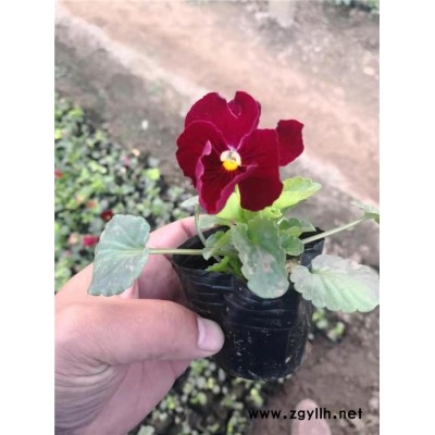 山东青州草花-草花-芳青花卉苗(查看)