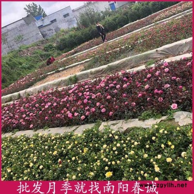 各种花色月季种苗基地-春诚月季(在线咨询)-各种花色月季种苗