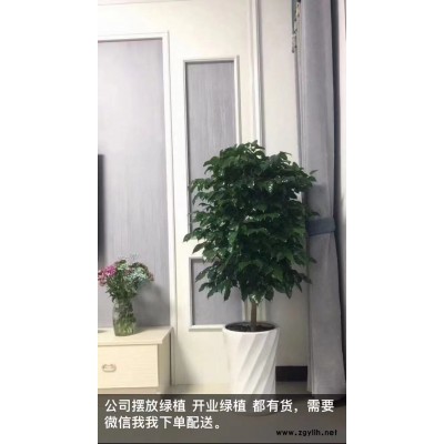 绿植租摆养护-武汉绿植养护-美静园艺绿植花卉出租