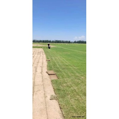 绿化养护-雅淳租花-公园绿化养护