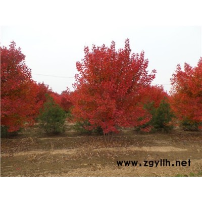 金枫绿化(图)-批发出售丛生美国红枫-丛生美国红枫