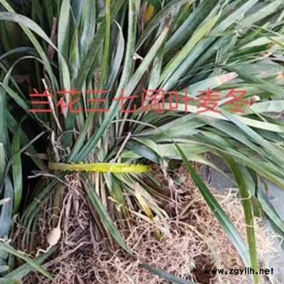 广西狗尾草行情 李斌麦冬草 山西狗尾草盆栽