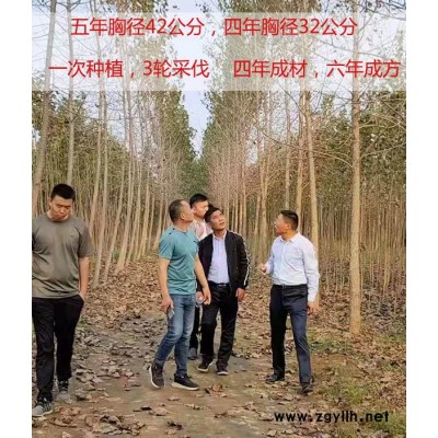 信阳速生无絮杨价格-吉德获品种-经济速生无絮杨价格