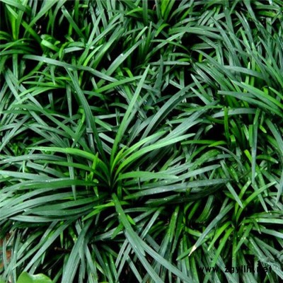 江苏细叶麦冬草-圣茂麦冬草种植基地-细叶麦冬草价格