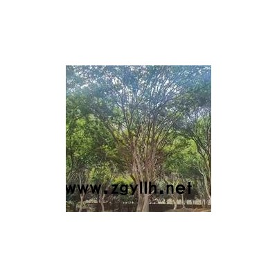 鸡爪槭移栽-佳邦(在线咨询)-泰安鸡爪槭