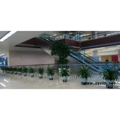 武汉绿植-武汉雅淳花卉-武汉绿植出售