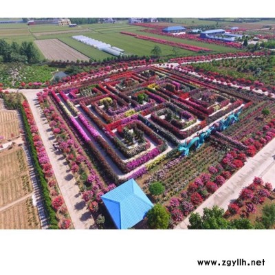 古桩月季价格 月季基地 南阳古桩月季基地