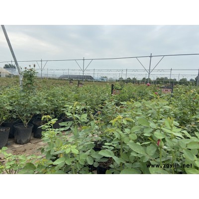 地被月季树苗-批发月季基地-大庆月季树苗