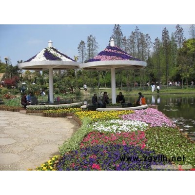 公园草花-草花-芳青花卉苗(在线咨询)