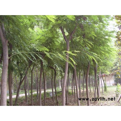 10公分大合欢树价格-富丽银杏苗木-河北合欢树价格