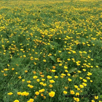 植栽草花-草花-芳青花卉苗(在线咨询)