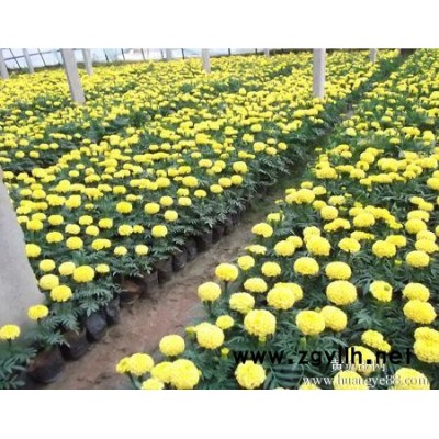 草花种植基地-草花-芳青花卉苗(查看)