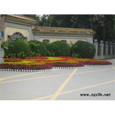 雅淳绿植租摆(多图)-开业庆典花卉出租