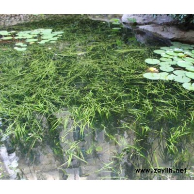水生植物矮生苦草种植-众禾水生植物质量优