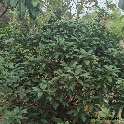 80冠红叶石楠小苗批发 高杆红叶石楠小苗基地 豫宛