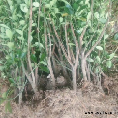 豫宛 绿化苗木大叶黄杨球批发出售