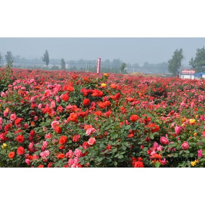 阜阳月季花-德州月季花-南阳月季基地(查看)