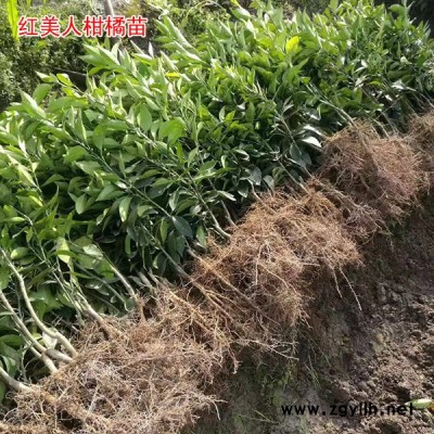 太秋甜柿苗价格表-太秋甜柿苗-扬名苗木农户价直销(查看)