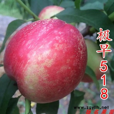 锦花黄桃苗供应-锦花黄桃苗-扬名苗木育种基地
