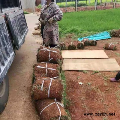 昆明贤惠真草坪基地-马尼拉草坪批发基地-西双版纳马尼拉草坪