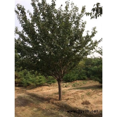 11公分晚樱苗木基地-赣州晚樱苗木基地-泰景苗木