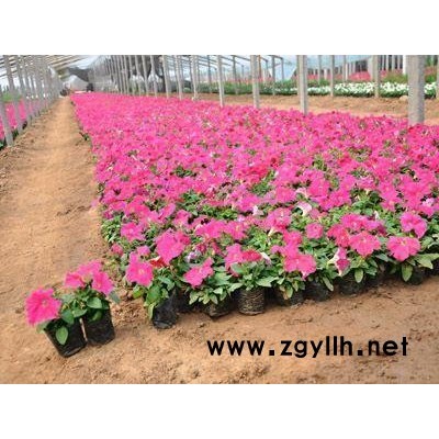 草花-芳青花卉苗(图)-四季草花