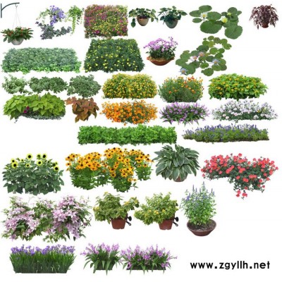 哪里有绿植出租-雅淳花卉