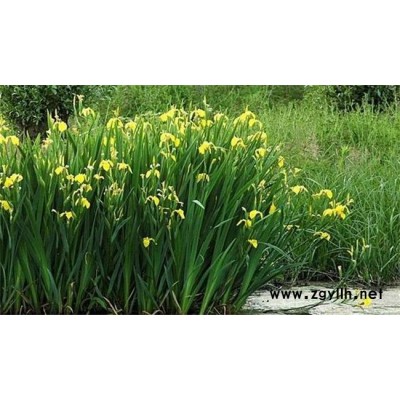 圣茂麦冬草种植基地(图)-鸢尾基地-许昌鸢尾