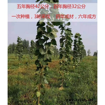 经济速生杨树苗基地-潍坊经济速生杨树苗-吉德农林专注速生杨