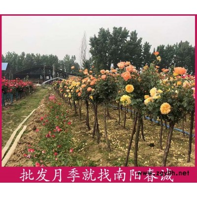 4公分独杆月季树培育基地-春诚月季(推荐商家)