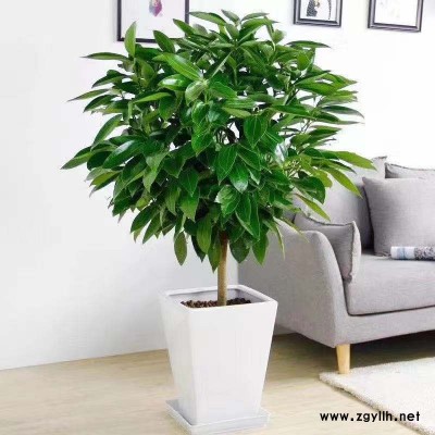 武汉植物租赁-美静园艺花卉出租设计(在线咨询)