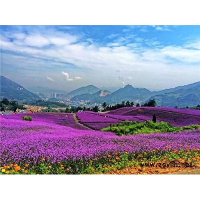 草花花海-草花-芳青花卉苗(在线咨询)