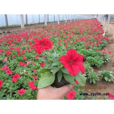 草花批发-草花-芳青花卉苗(在线咨询)