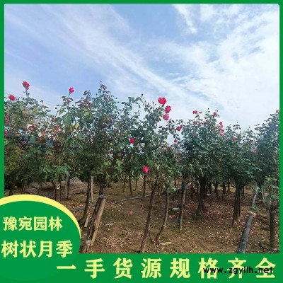8公分树状月季小青杆嫁接 3公分树状月季小青杆四季开花 豫宛