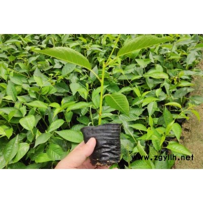 烟台吉塞拉砧木价格品种纯正