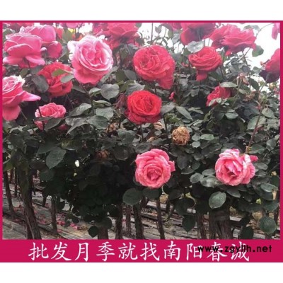 大花树状月季树培育基地-大花树状月季树-南阳春诚月季之乡