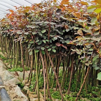 豫宛园林 河南小高杆月季苗绿化苗木