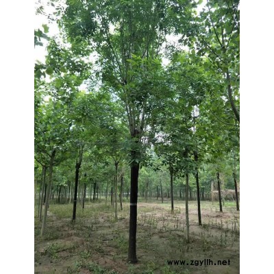 5公分白蜡一级价格-白蜡价格-邳州富丽银杏苗木(查看)