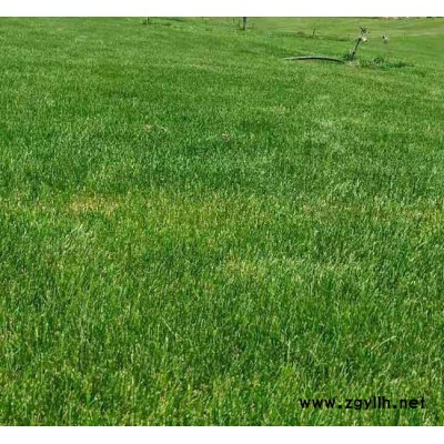 混播草坪出售-安宁铭岩草坪价格-楚雄混播草坪