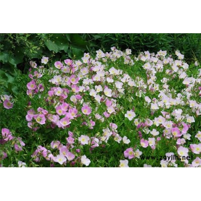 美丽月见草-芳青花卉苗(图)-美丽月见草花海