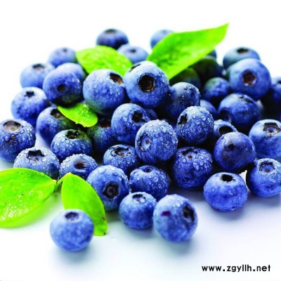 大足新品种蓝莓 百色农业 重庆新品种蓝莓基地