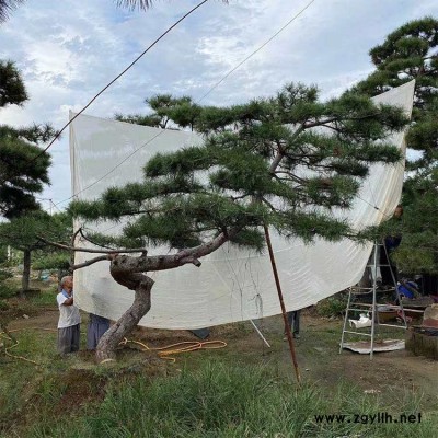 甘肃造型黑松报价 名君苗木 广东造型黑松报价