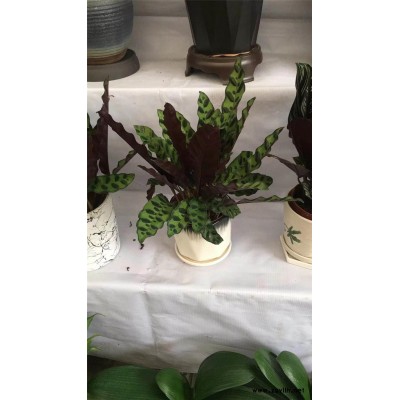 武汉植物出租-美静园艺花卉租摆设计-盆栽植物出租