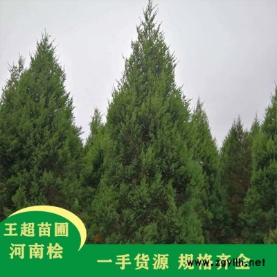 1.7米高潢川塔柏-豫宛苗木真正苗圃供货