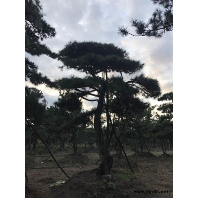 商丘黑松造型树-莱芜戎新景松-大型黑松造型树