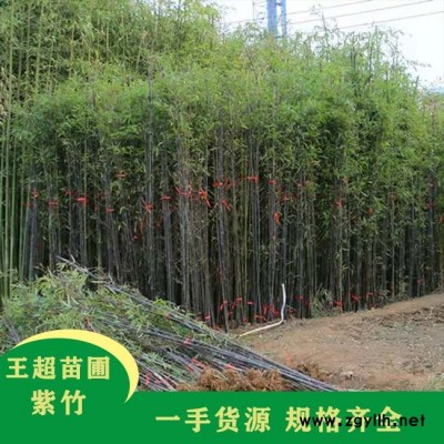 潢川2米紫竹-豫宛苗木基地现货直发-潢川2米紫竹批发