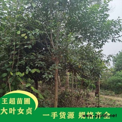 潢川2公分大叶女贞价格-潢川2公分大叶女贞-豫宛苗木基地直销