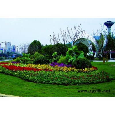 武汉绿化养护-雅淳租花(图)