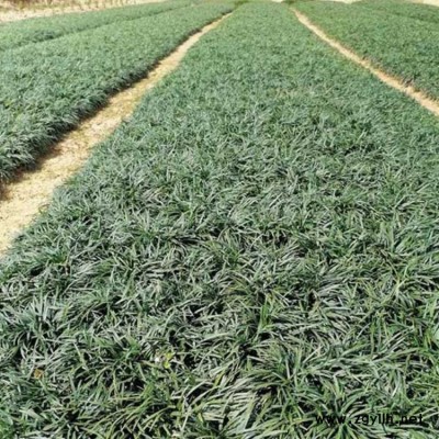 李斌麦冬草 山东吉祥草栽种时间 广西吉祥草的形态特征
